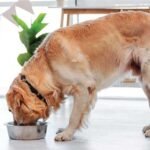 How To Find Reliable Wellness Products For Dogs?