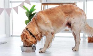 How To Find Reliable Wellness Products For Dogs?
