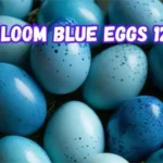 Adams Farmer Heirloom Blue Eggs 12524: A Rare Culinary Delight for Health-Conscious Foodies