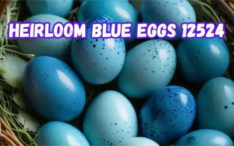 Adams Farmer Heirloom Blue Eggs 12524: A Rare Culinary Delight for Health-Conscious Foodies